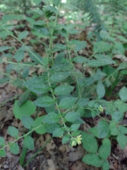 Lithospermum tuberosum