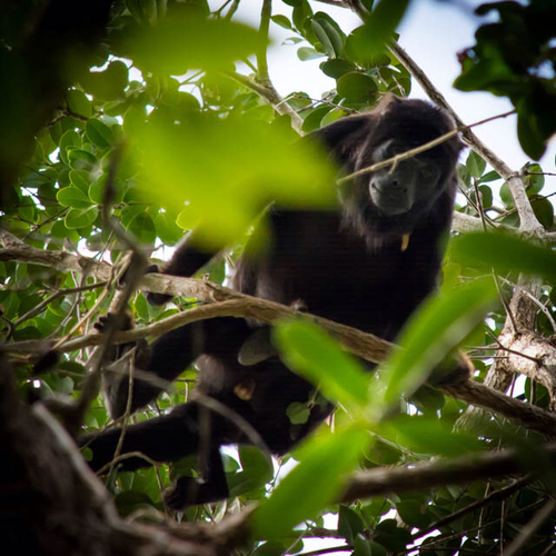 Red-handed Howler Monkey