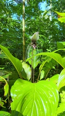 Tacca integrifolia