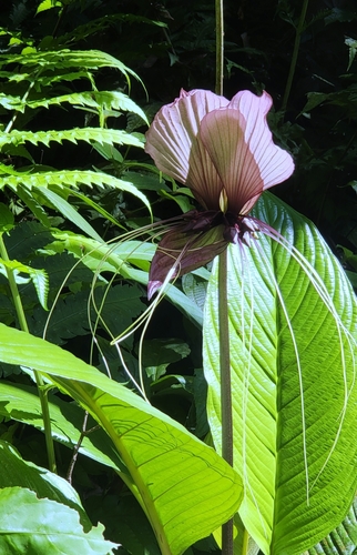 Image of Tacca integrifolia by (c) Cheongweei Gan, some rights reserved (CC BY)