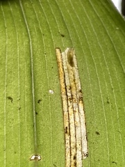 Synchysa tricincta