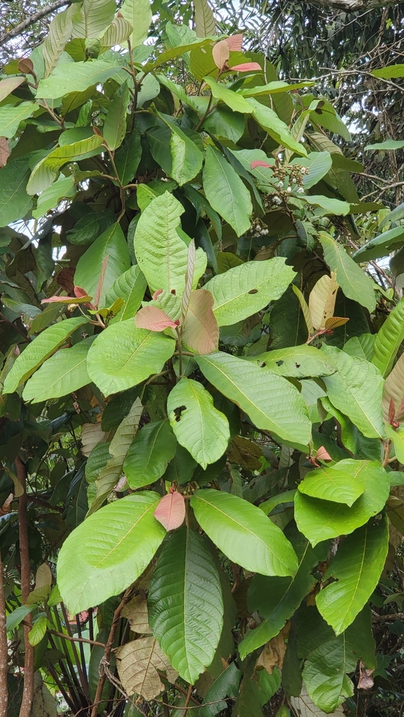 Saurauia malayana