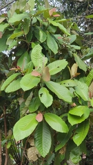 Saurauia malayana
