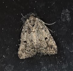 Tolpia conscitulana