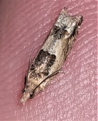 Spilonota constrictana