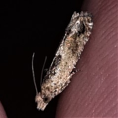 Spilonota constrictana