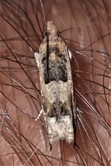 Spilonota constrictana