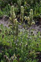 Castilleja pallida