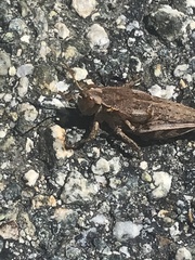 Oedaleonotus phryneicus