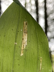 Synchysa tricincta