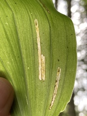 Synchysa tricincta