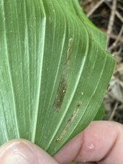 Synchysa tricincta