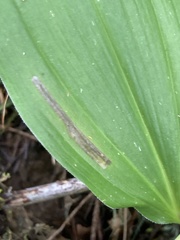Synchysa tricincta