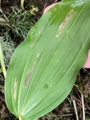 Synchysa tricincta