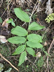 Synchysa tricincta