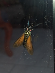 Eriphioides ustulata