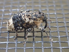 Cryptorhynchus lapathi