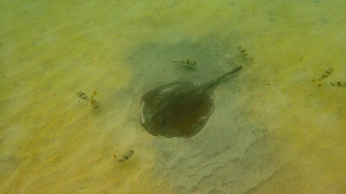 Smooth Toadfish, Hampton Beach, Victoria, Australia, photo 8 of 10