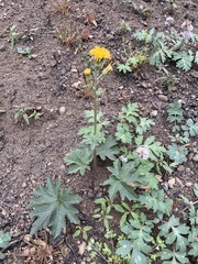 Cacaliopsis nardosmia