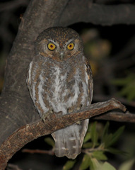 Micrathene whitneyi