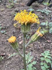 Cacaliopsis nardosmia