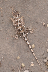Agama armata