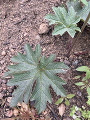 Cacaliopsis nardosmia