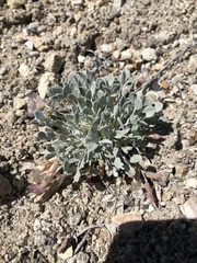 Astragalus calycosus