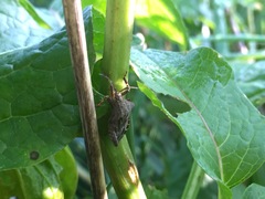 Acanthocoris sordidus