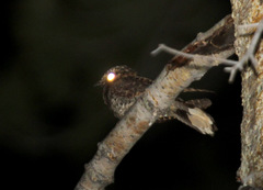 Antrostomus arizonae