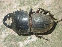 Geodorcus auriculatus