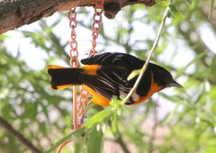 Icterus bullockii × galbula