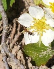 Formica pallidefulva