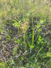 Lomatium foeniculaceum daucifolium