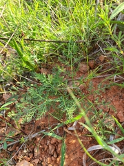Lomatium foeniculaceum daucifolium