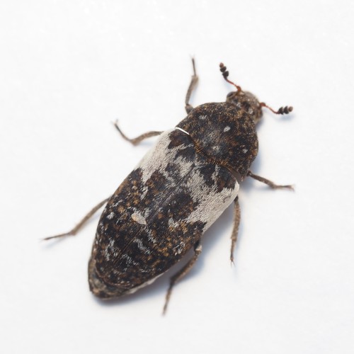 Dermestes marmoratus Say, 1823