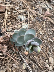 Streptanthus barbatus