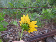 Helianthus debilis