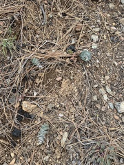 Streptanthus barbatus