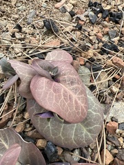 Streptanthus drepanoides