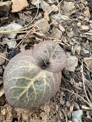 Streptanthus drepanoides