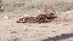 Dermestes marmoratus