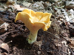 Cantharellus phasmatis