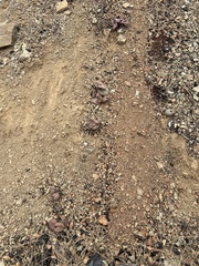 Streptanthus drepanoides