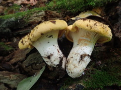Cantharellus phasmatis