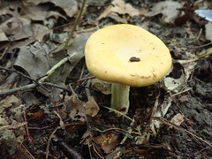 Cantharellus phasmatis