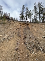 Streptanthus drepanoides