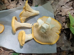 Cantharellus phasmatis