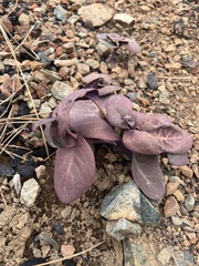 Streptanthus drepanoides