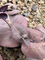 Streptanthus drepanoides